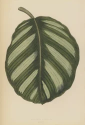 Maranta Fasciata